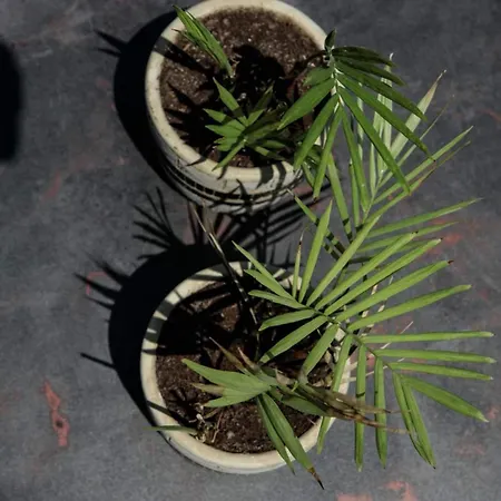 Delight * Stelida (Naxos)