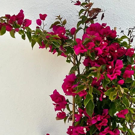 Delight Lejlighed Stelida (Naxos)