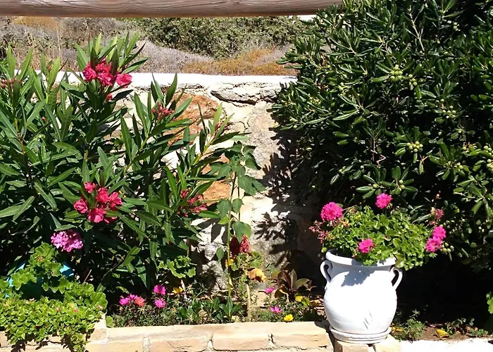 Delight ステリダ