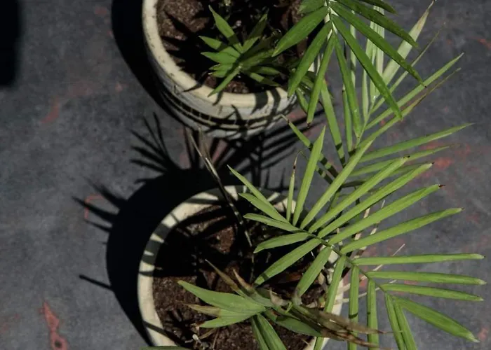 Delight * ステリダ